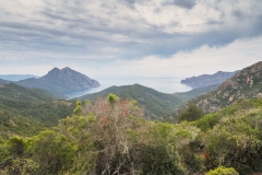 Corsica