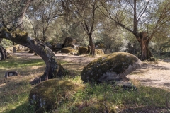 Corsica