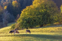 Deutsche Alpenstrasse