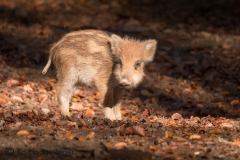 Duitsland Hunsrücke