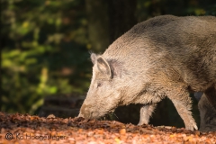 Duitsland Hunsrücke