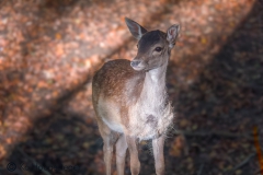 Duitsland Hunsrücke