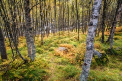 Noorwegen-herfst 2018