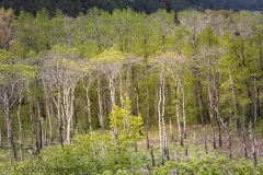Canada 2016, Waterton Lakes National Park