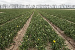 Nederland-Goeree-Overflakkee