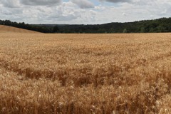 Panorama-005