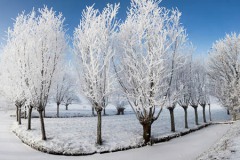 Winter-Alblasserwaard-02