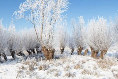 Winter-Alblasserwaard-03