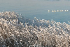 Winter-Alblasserwaard-04