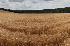Panorama-005