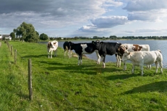 Uiterwaard-Waal