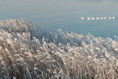 Winter-Alblasserwaard-04