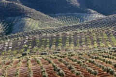 Spanje-Andalusië-03