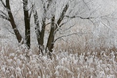 Winter-Alblasserwaard-01